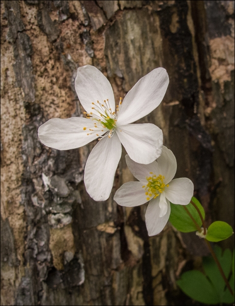Spring Beauty 2017