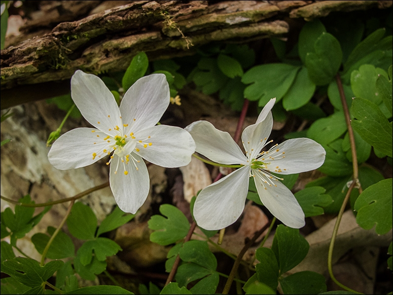 Spring Beauty 2017