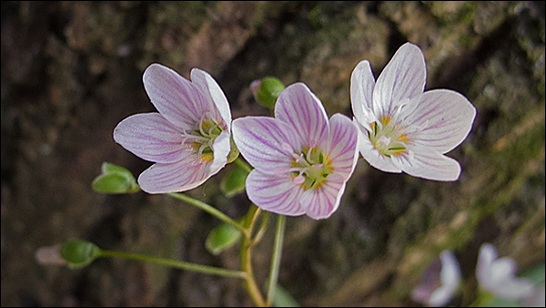 Spring Beauty 2017