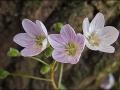 Spring Beauty 2017