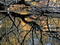 Tangled Web - Milwaukee River, WI