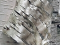 Permanent Wave