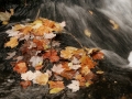 Bond Falls - Foliage - Ontonagon County, Michigan