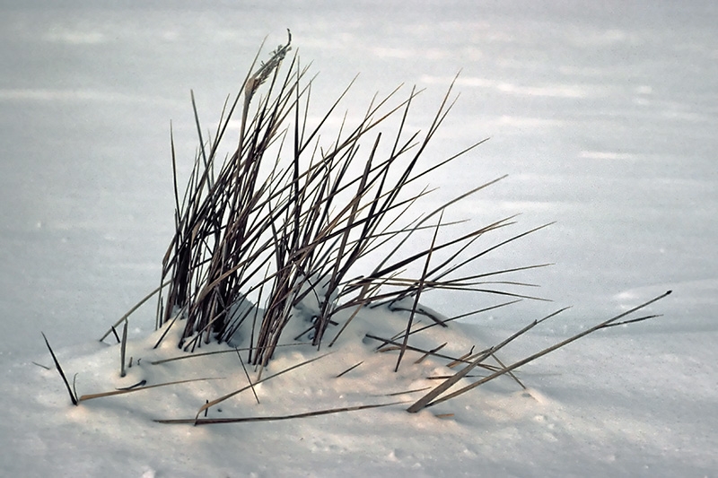 Weeds in Snow - Keweenaw County, Michigan