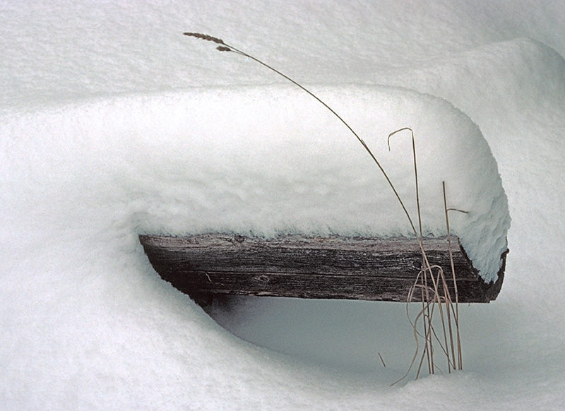 Log and Weed - Keweenaw County, Michigan