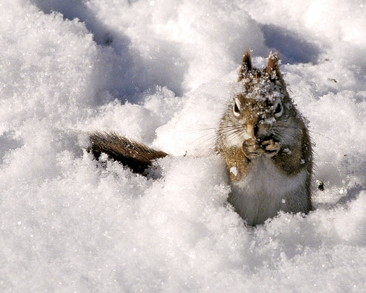 Hungry Chippy - Ontonagon, Michigan
