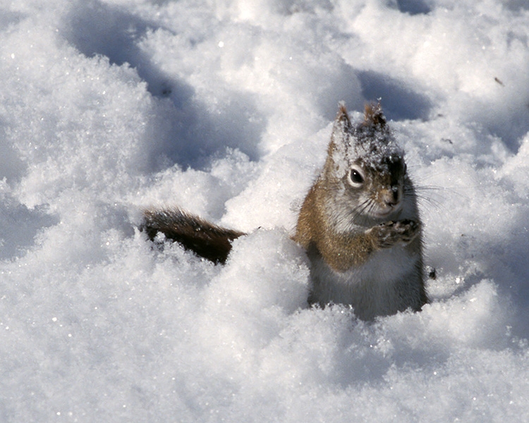 Hungry Chippy - Ontonagon, Michigan