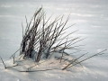 Weeds in Snow - Keweenaw County, Michigan