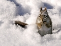 Hungry Chippy - Ontonagon, Michigan