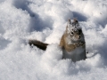 Hungry Chippy - Ontonagon, Michigan