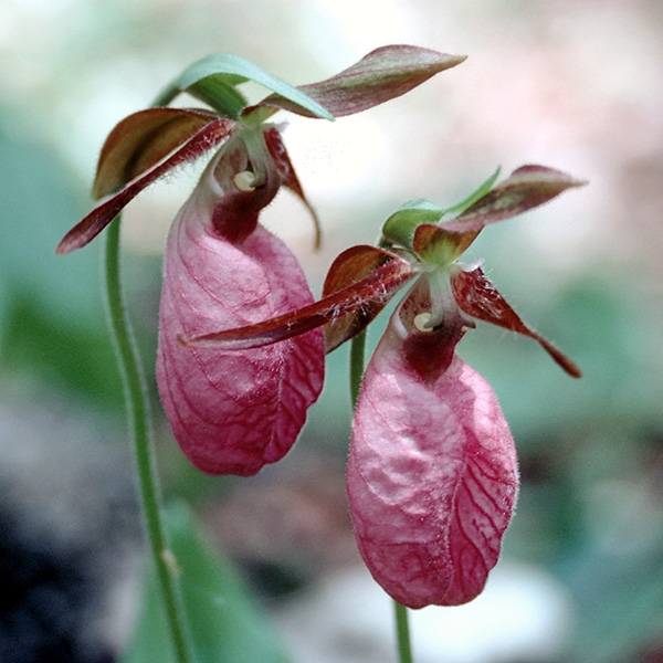 Pink Lady's Slipper (Cypipedium acaule)