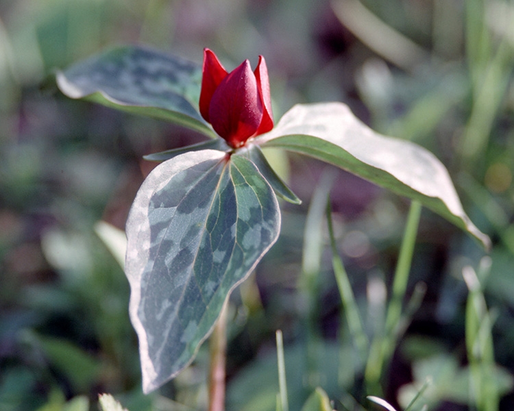 Purple Trillium (Trillium recurvatum)
