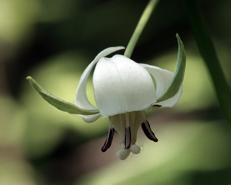 Nodding Trillium (Trillium Cernuum)