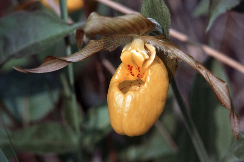 Yellow Lady's Slipper (Cypripedium calceolus)