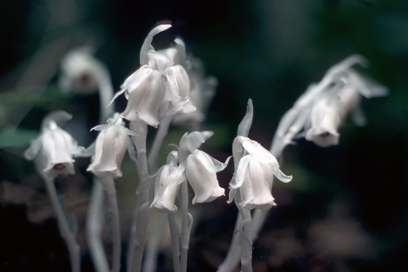 Indian Pipe (Monotropa uniflora)