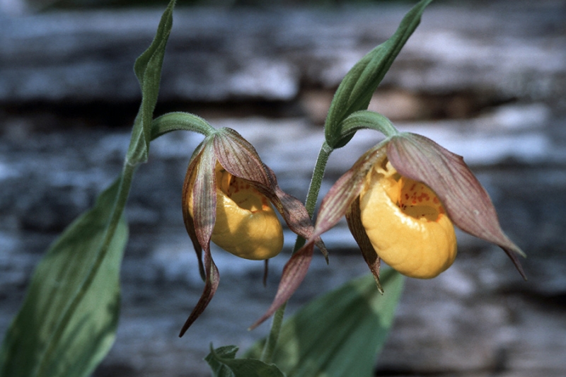 Yellow Lady's Slipper (Cypripedium calceolus)