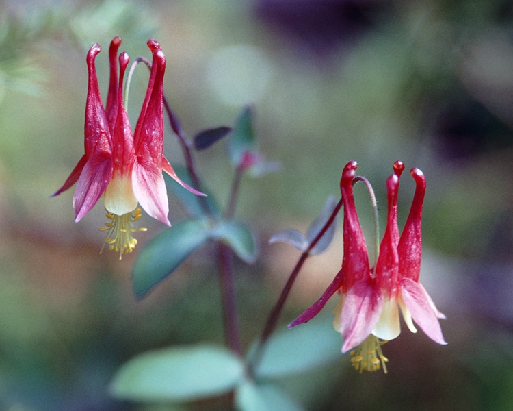 Columbine (Aquilegia canadensis)