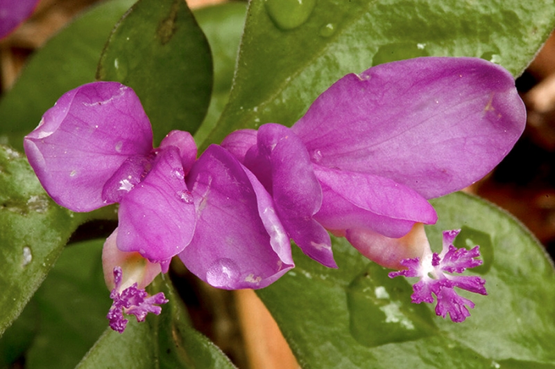 Fringed Polygala or Gaywings (Polygala paucifolia)