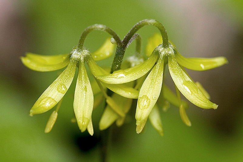 Spring Wildflowers