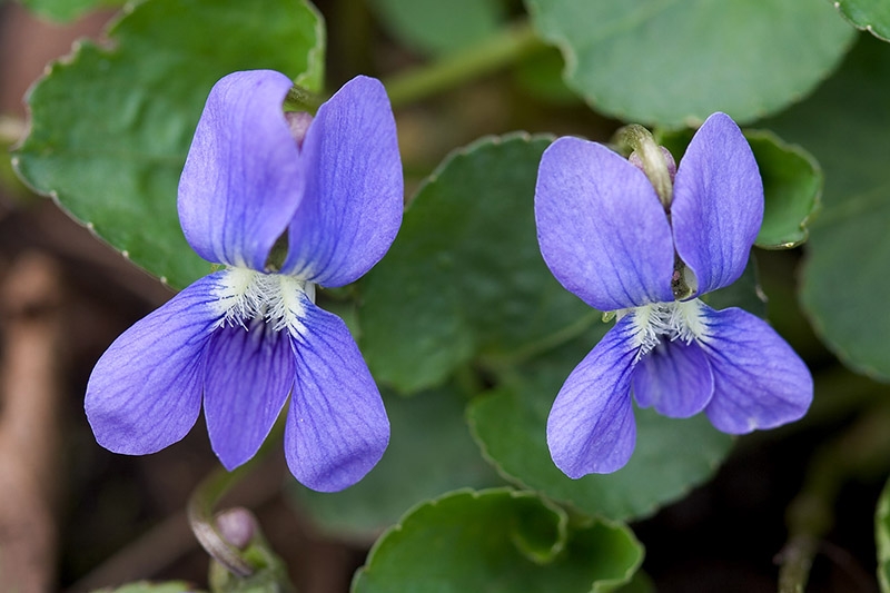 Wood Violets (Viola papilionacea)