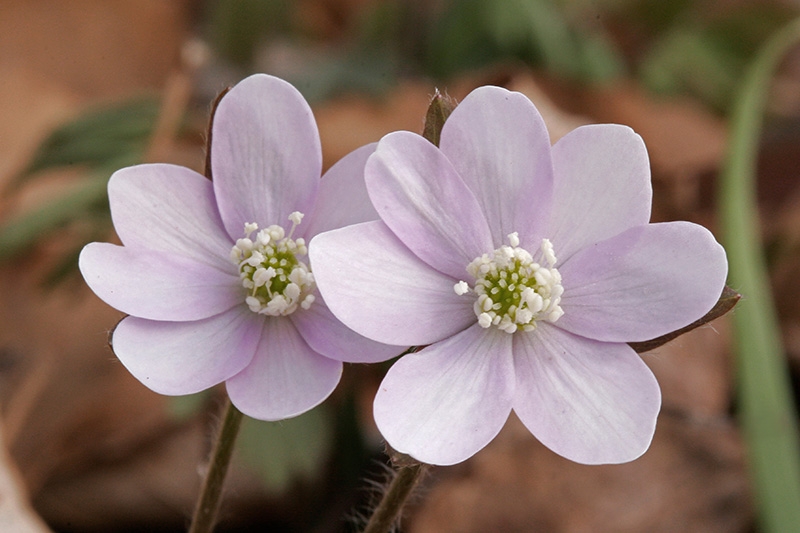 Hepatica (Hepatica nobilis)