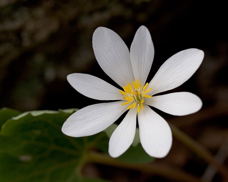 Bloodroot (Sanguinaria canadensis)