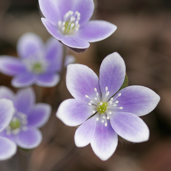 Hepatica (Hepatica nobilis)