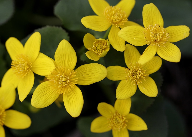 Marsh Marigolds (Caltha palustris)