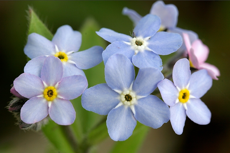 Forget-Me-Nots (Cynoglossum amabile)