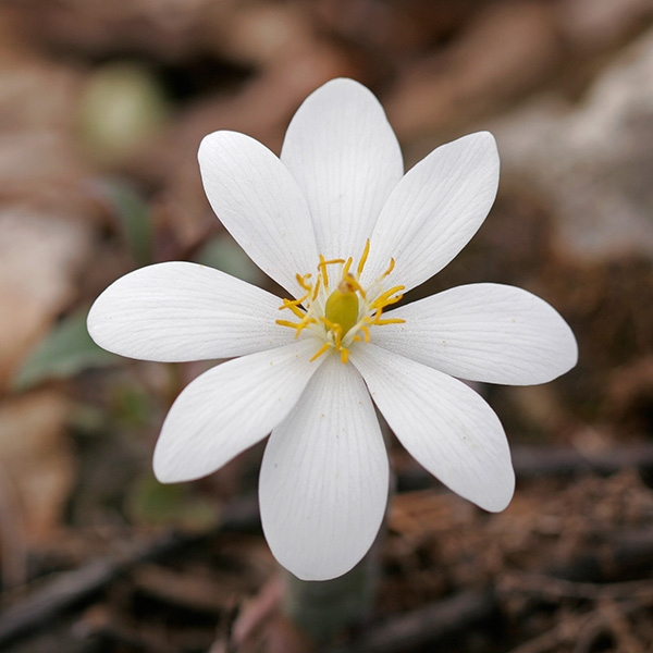 Bloodroot (Sanguinaria canadensis)