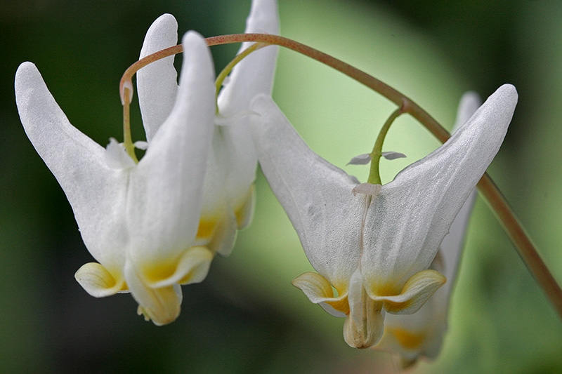 Dutchman's Breeches (Dicentra cucullaria)
