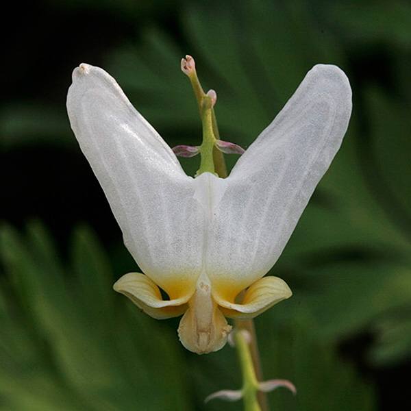 Dutchman's Breeches (Dicentra cucullaria)