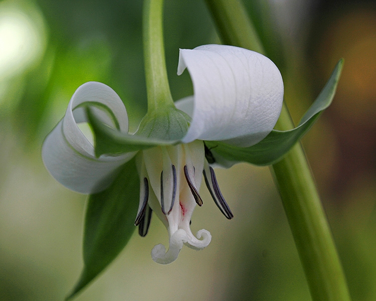 Nodding Trillium (Trillium Cernuum)