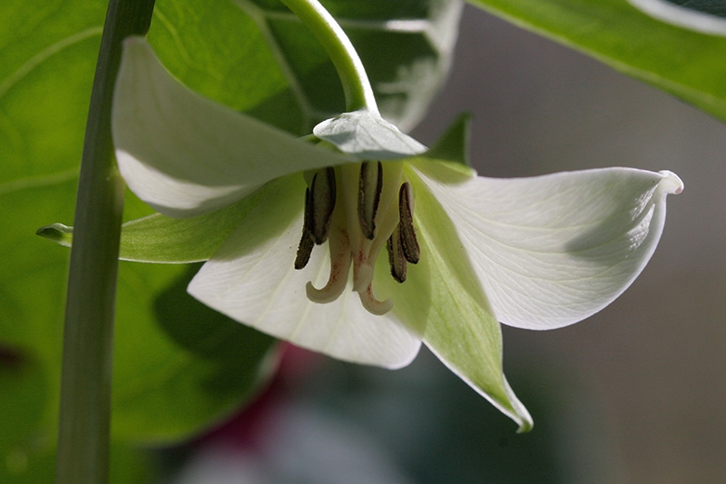Nodding Trillium (Trillium Cernuum)
