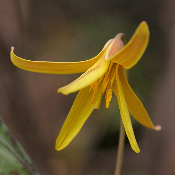 Trout Lily (Erythronium americanum)