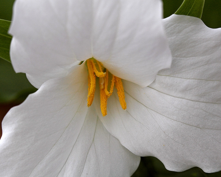 Large-flowered Trillium (Trillium grandiflorum)