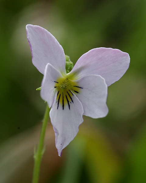 Canada Violet (Viola canadensis)