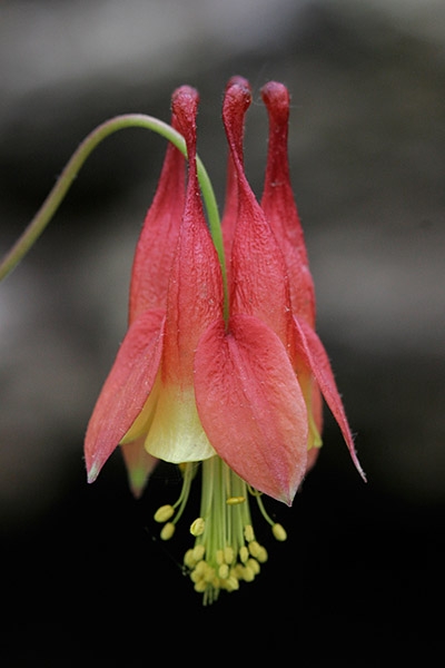 Columbine (Aquilegia Canadensis)