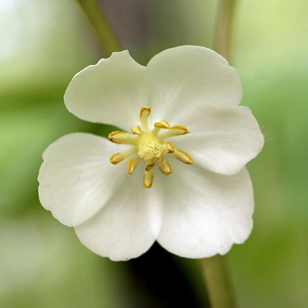 May Apple (Podophyllum peltatum)