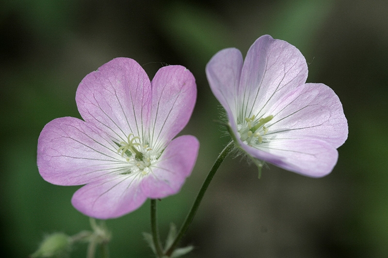 Wild Geranium ((Geranium maculatum)
