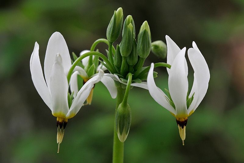 Shooting Star (Dodecatheon meadia)