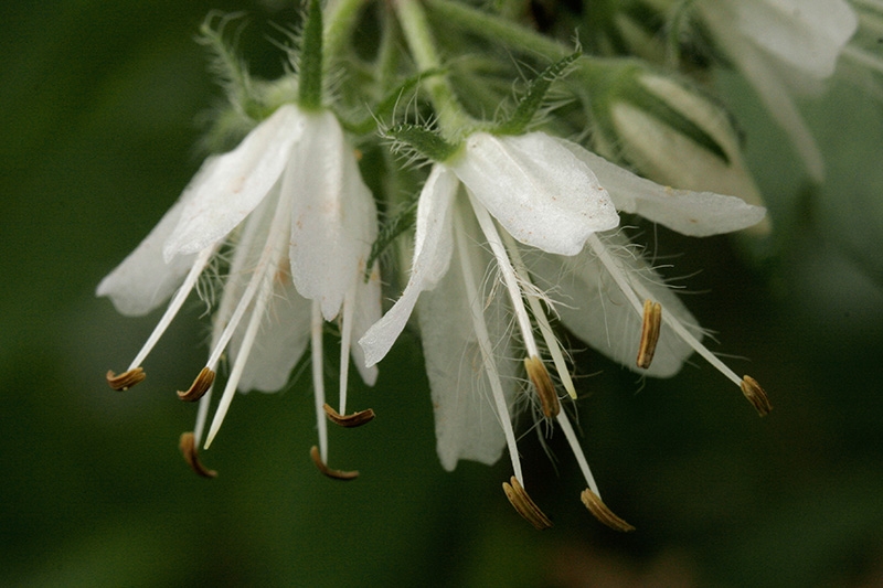Virginia Waterleaf (Hydrophyllum virginianum)