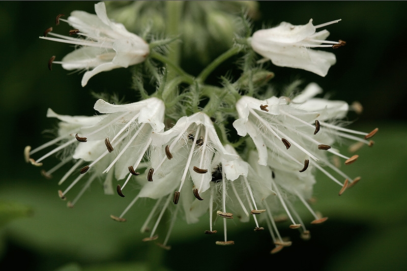 Virginia Waterleaf (Hydrophyllum virginianum)