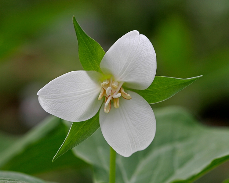 White Trillium  (Trillium grandiflorum)