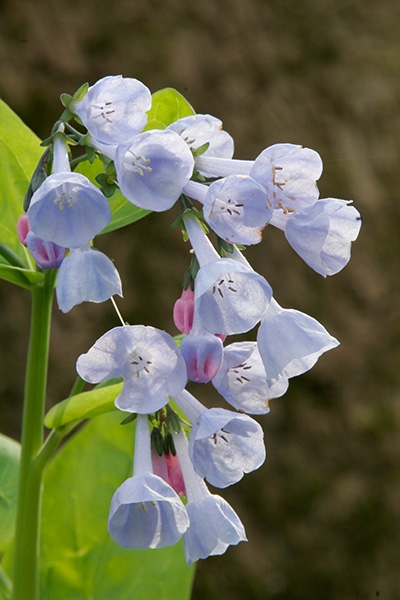 Virginia Bluebells (Mertensia virginica)