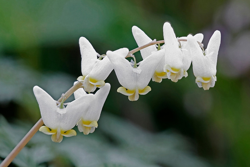 Dutchman's Breeches (Dicentra cucullaria)