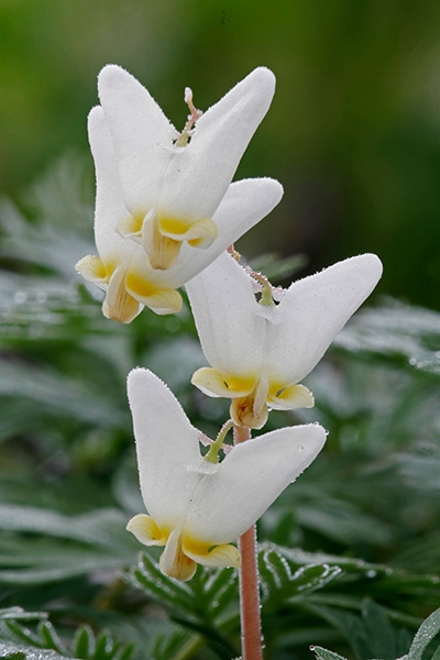 Dutchman's Breeches (Dicentra cucullaria)