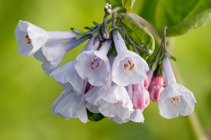 Virginia Bluebells (Mertensia virginica)