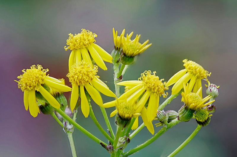 Yellow Ragwort Cluster