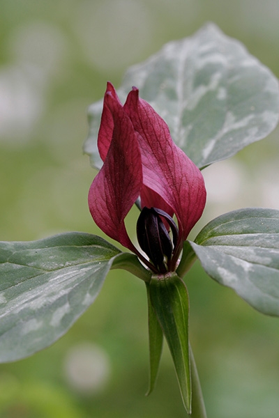 Red Trillium (Trillium erectum)